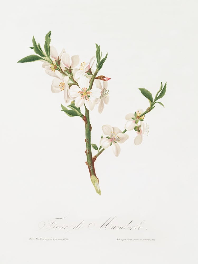Almond Tree Flower (Prunus Dulcis) From Pomona Italiana (1817 - 1839), Giorgio Gallesio