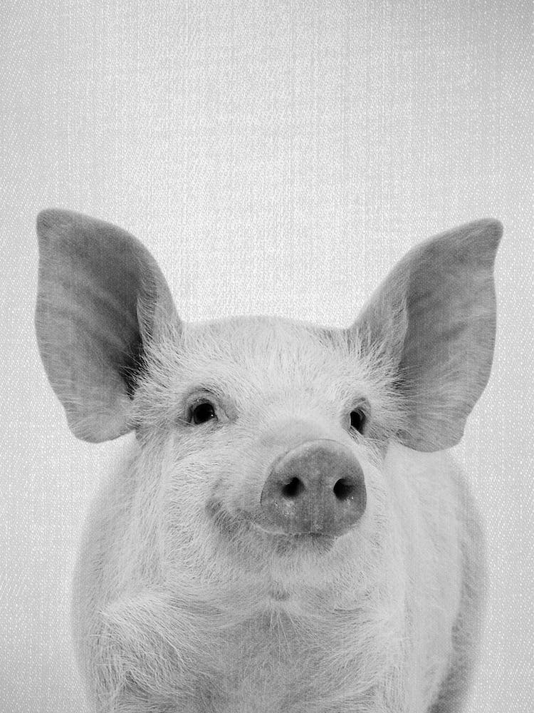 Pig - Black & White