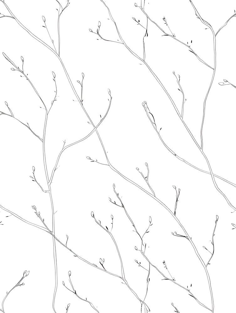 Delicate Twig Illustration: Intricate Line Art of Branches and Buds