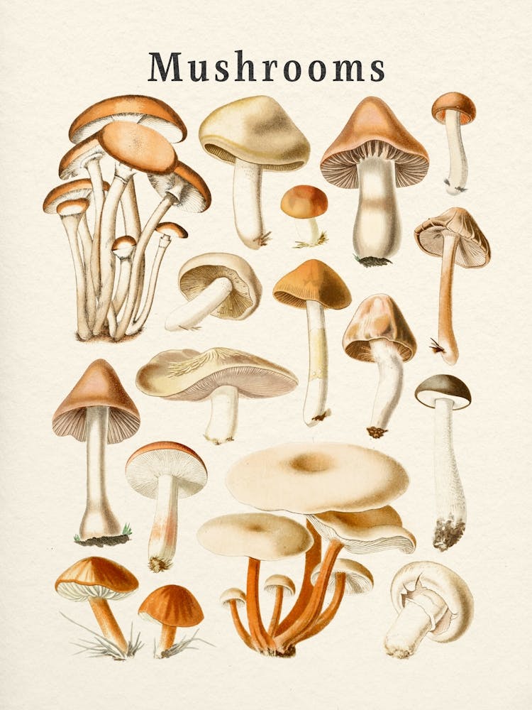 Mushrooms Collection