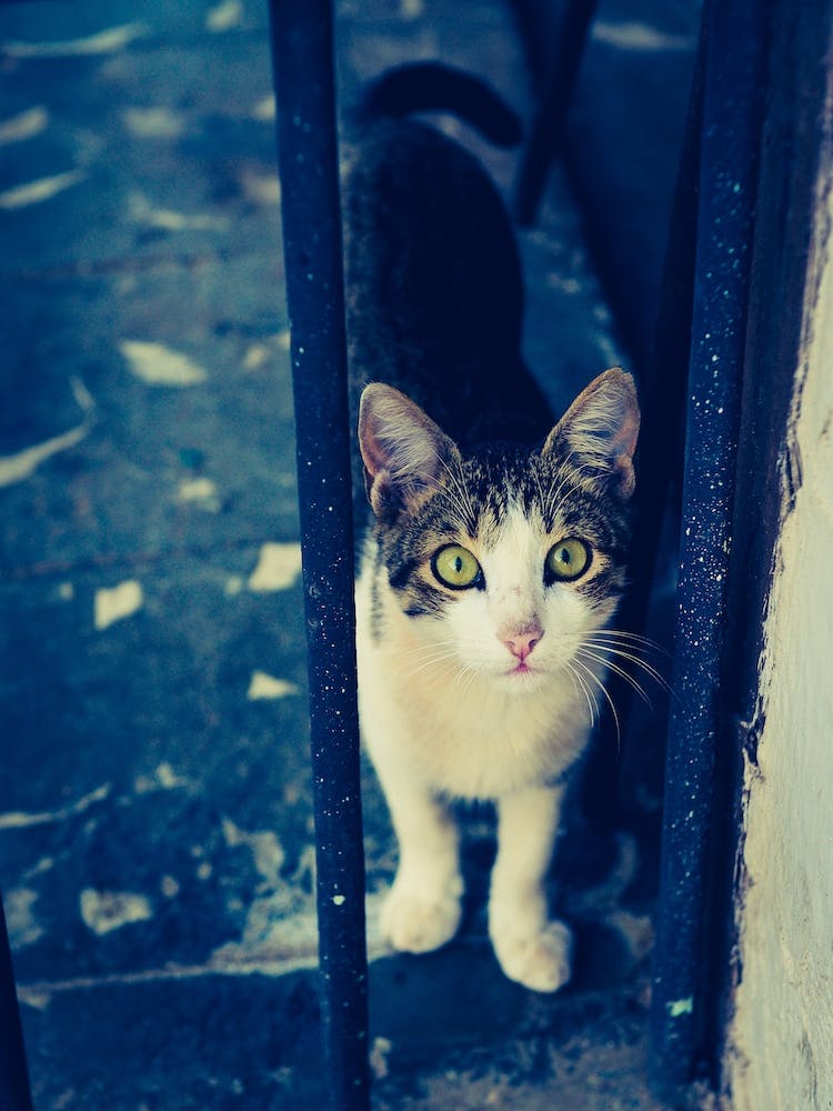 Cat Behind Bars