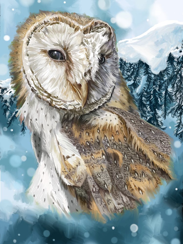 Barn Owl In Winter