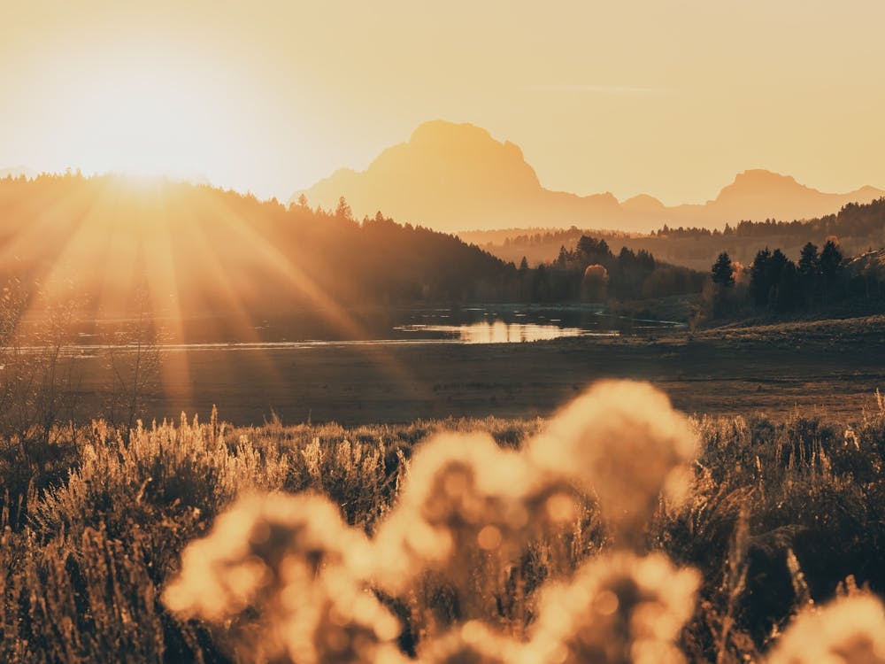 Grand Teton Mountain Wildflower Sunset
