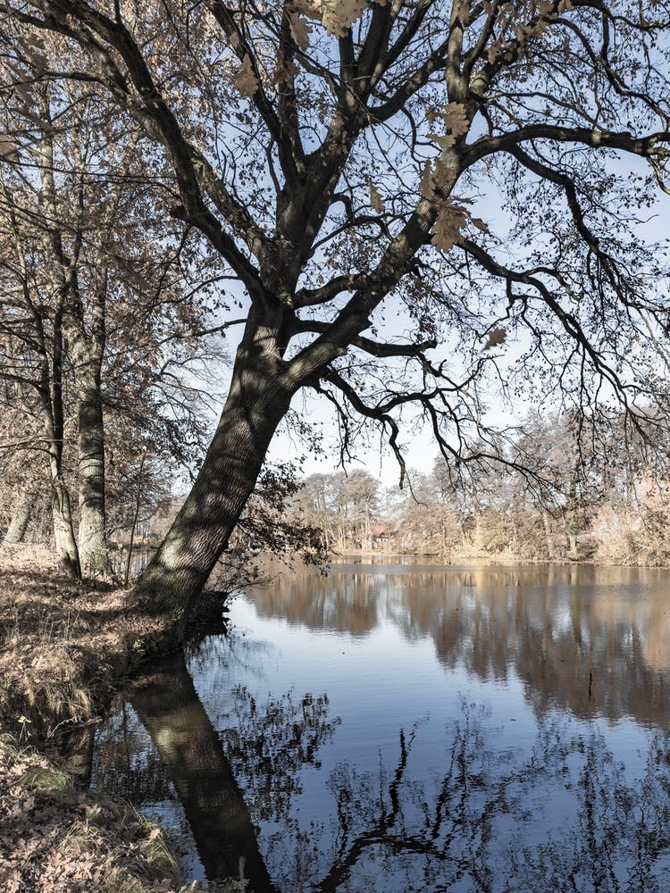 Tree Reflected In A Lake