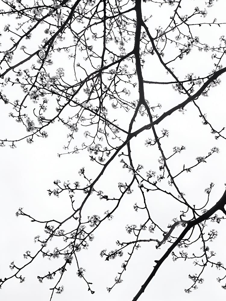 Black And White Tree Branches