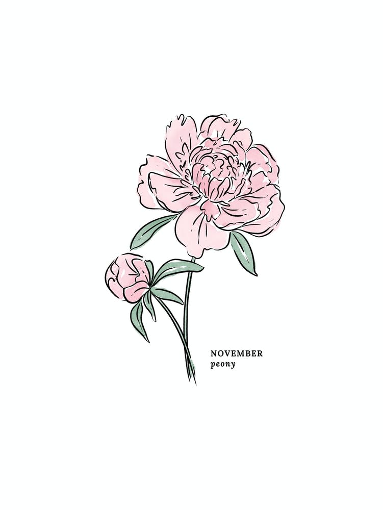 November Pfingstrose Geburtsblume 1