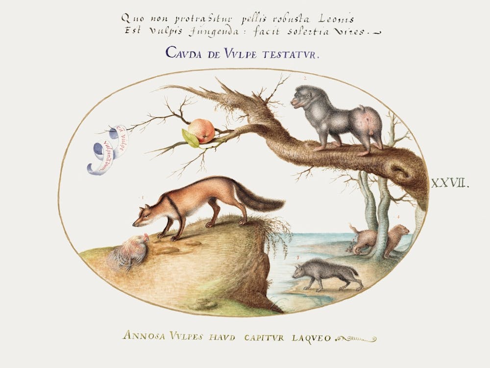 Cross Fox, Hyena, Baboon, Sea Wolf And A Gulon (1575–1580), Joris Hoefnagel