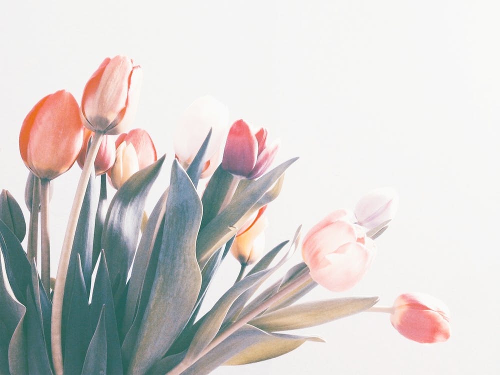 Tulips In Spring