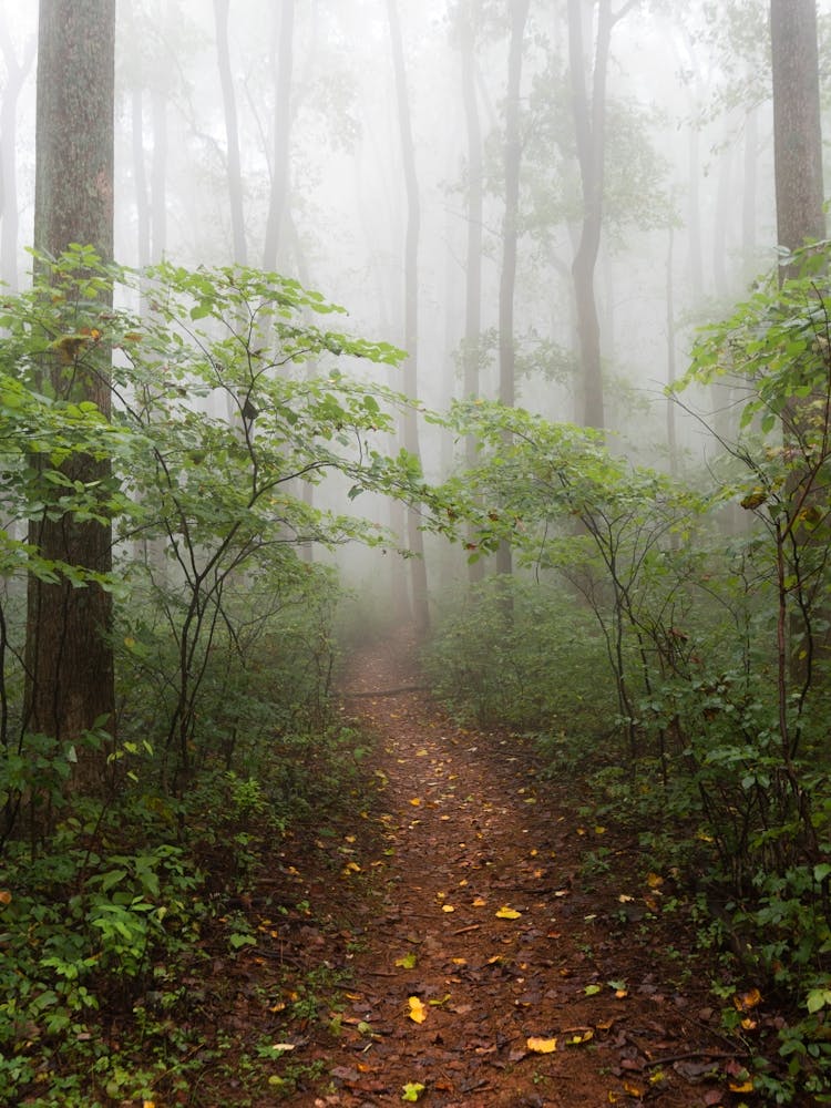 Misty Woods - Smoky Mountain National Park