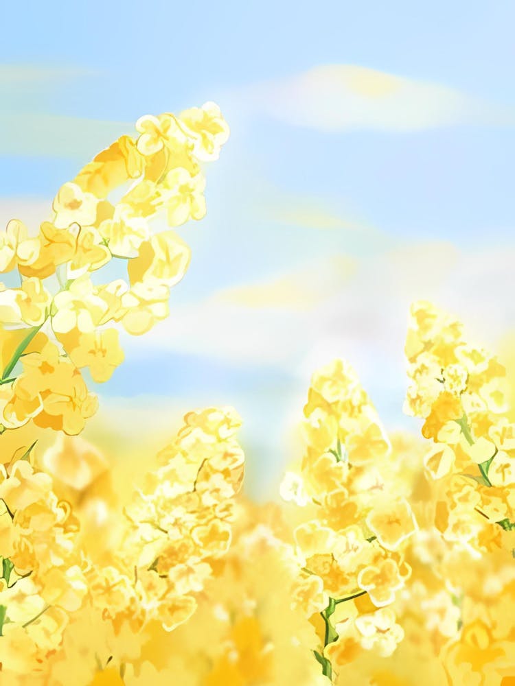 Yellow Flowers In A Field