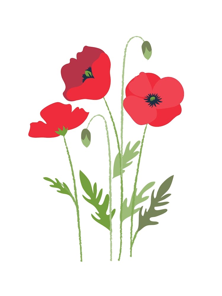 Poppies 2