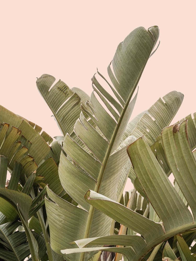 Tropical Leaves On Pastel 2