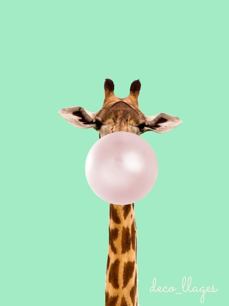 Girafe avec chewing-gum