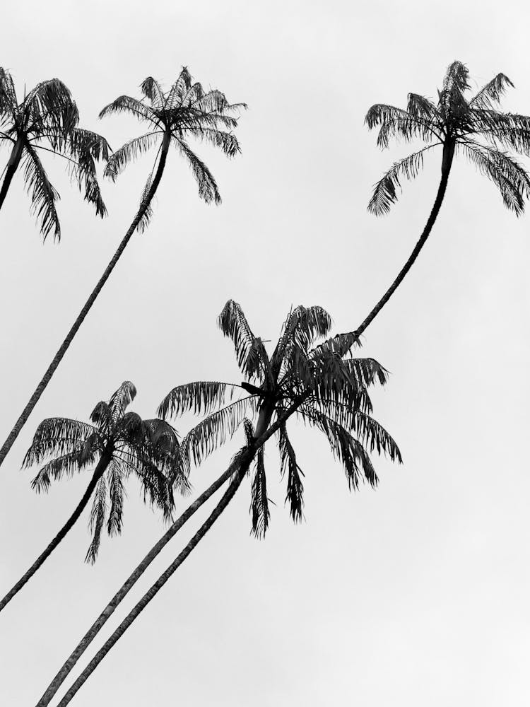 Palm Trees In The Sky