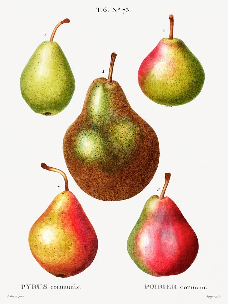 Pear, Pierre Joseph Redoute (2) 2
