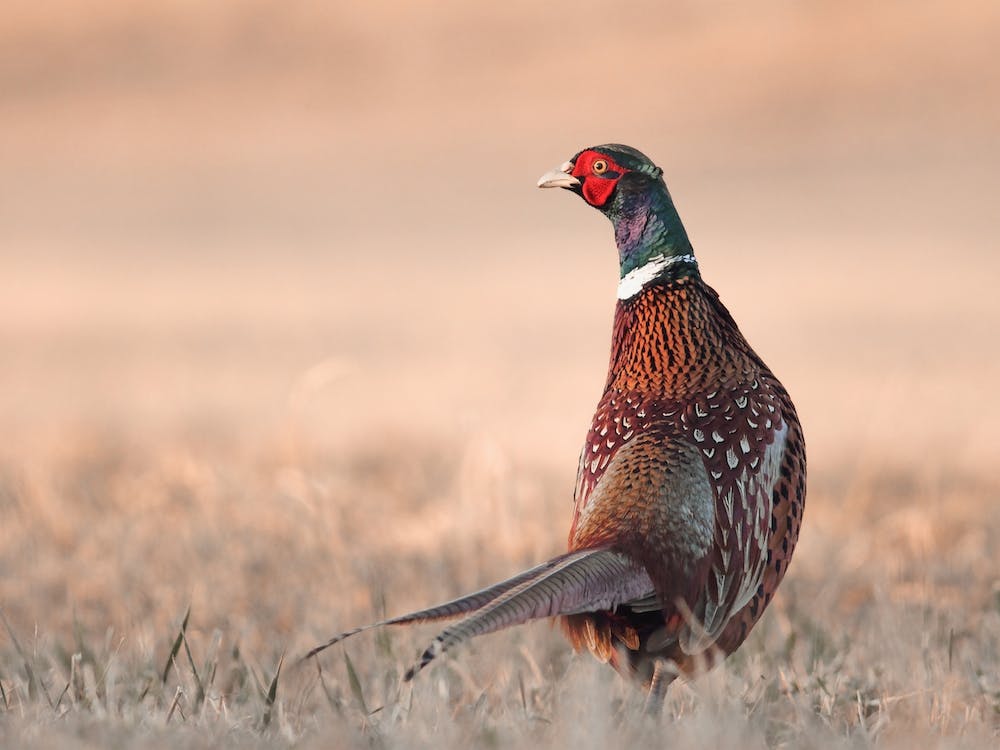Pheasant In Field