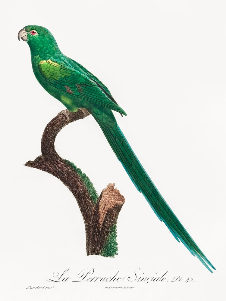 The Long Tailed Parakeet From Natural History Of Parrots, Francois Levaillant