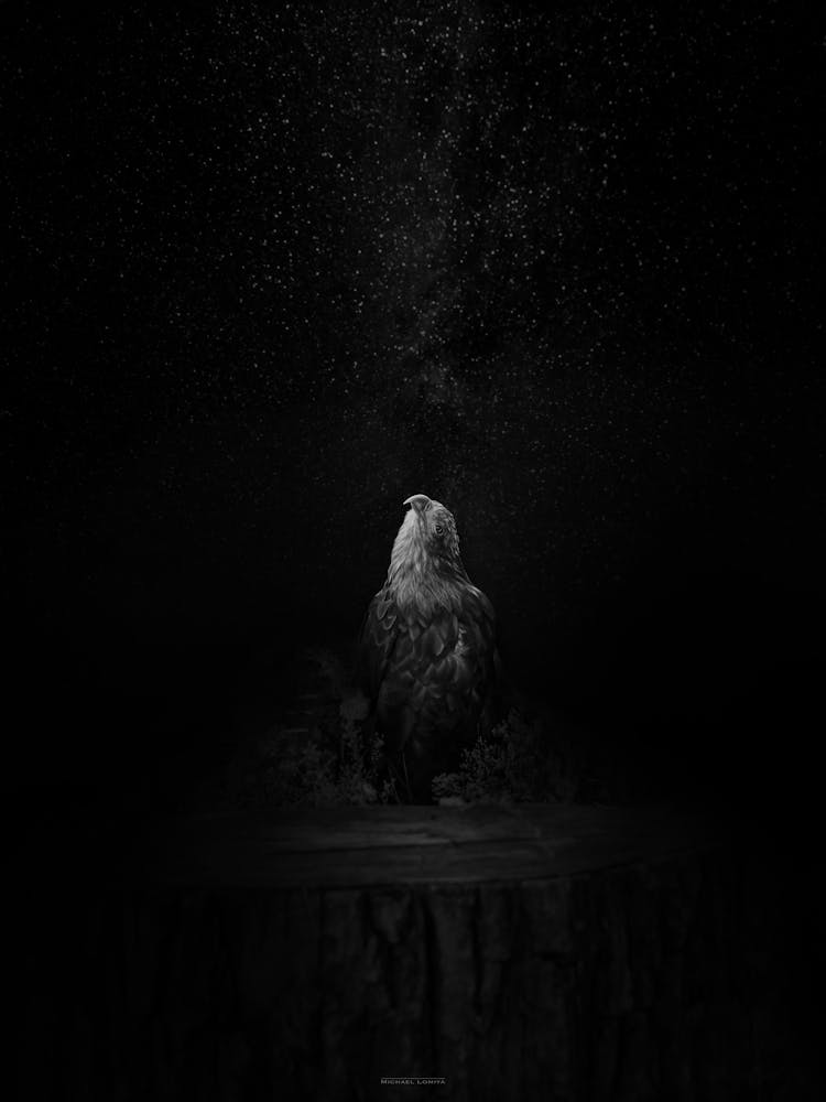 Eagle In The Night