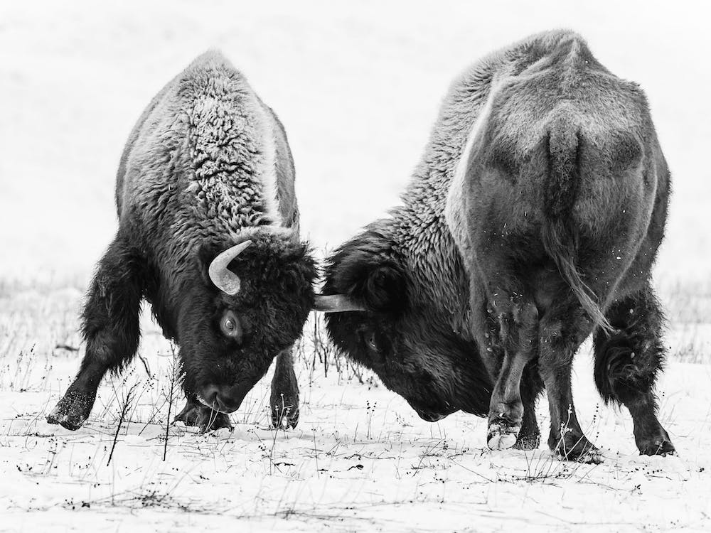 Black And White Fighting Bison