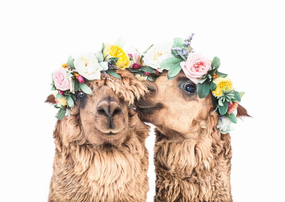 Fleurs Dans Ses Cheveux