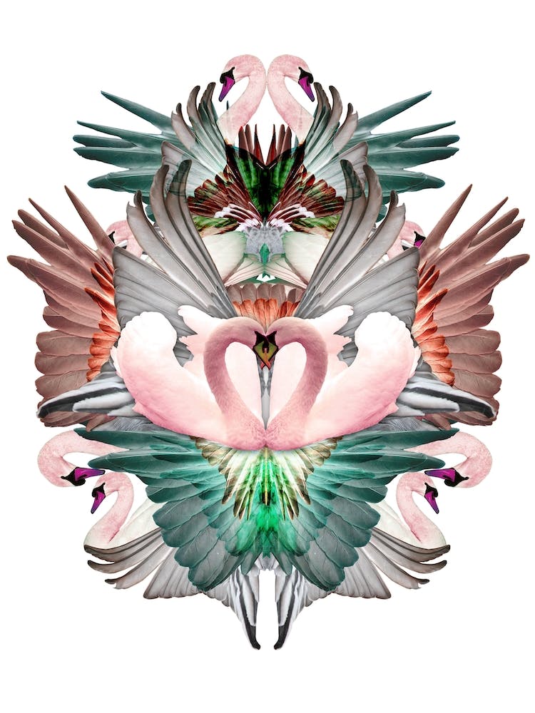 Swans