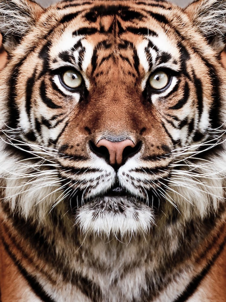 Tiger Face