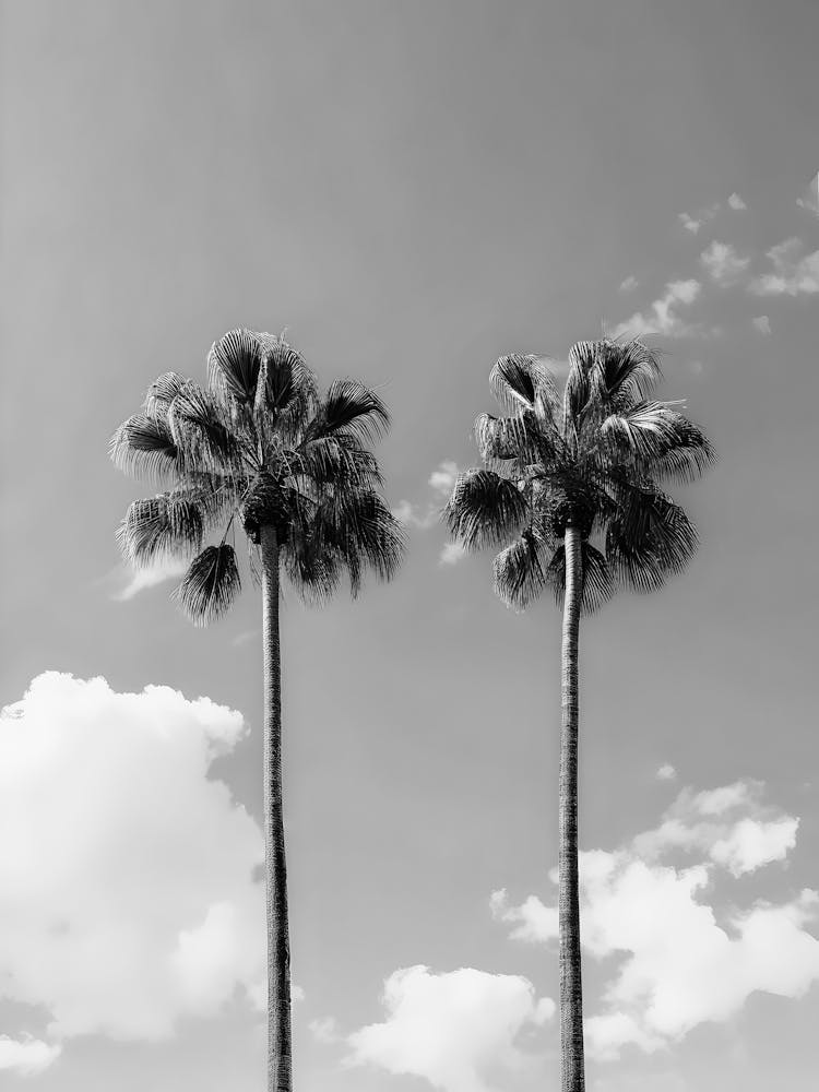 Two Palm Trees
