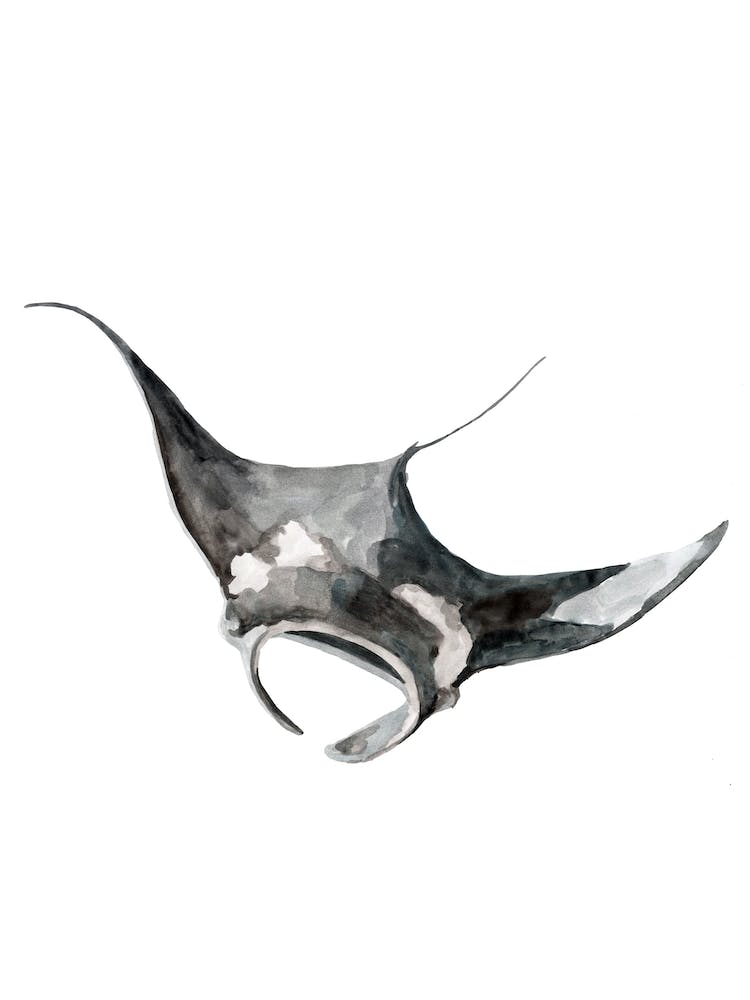 Sea Life Mantaray