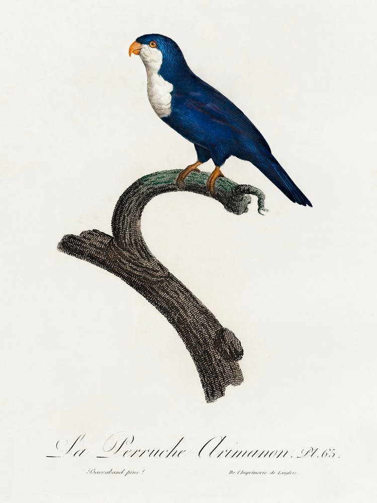 The Arimanon Parakeet From Natural History Of Parrots, Francois Levaillant