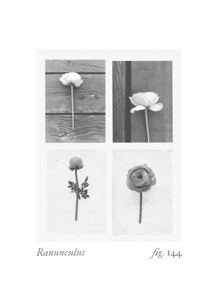 Ranunculus Botanical Collage 2