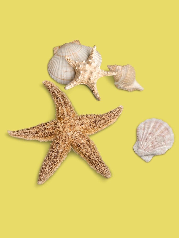 Art Seashells And Starfish
