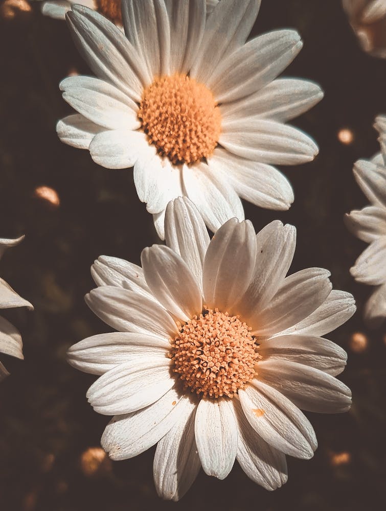 Flowers IV