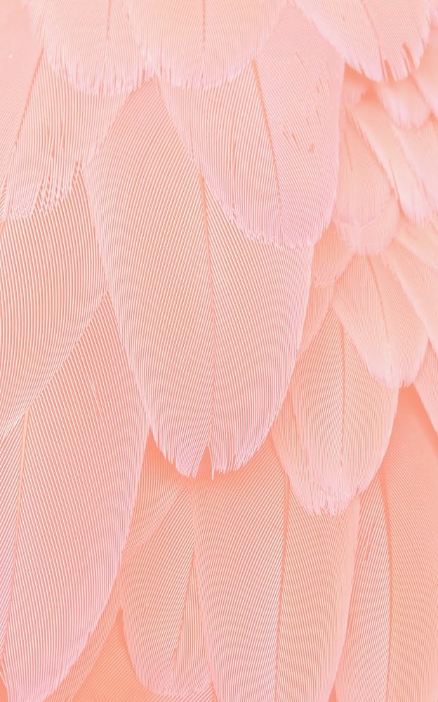 Blush Scandi Feathers 