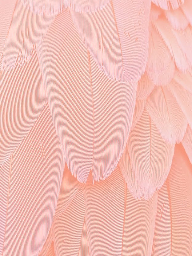 Blush Scandi Feathers 