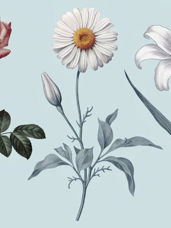 Timeless Botanical Collection - Elegant Floral Illustrations