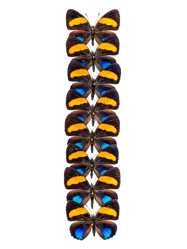 Row Of Orange And Black Butterflies