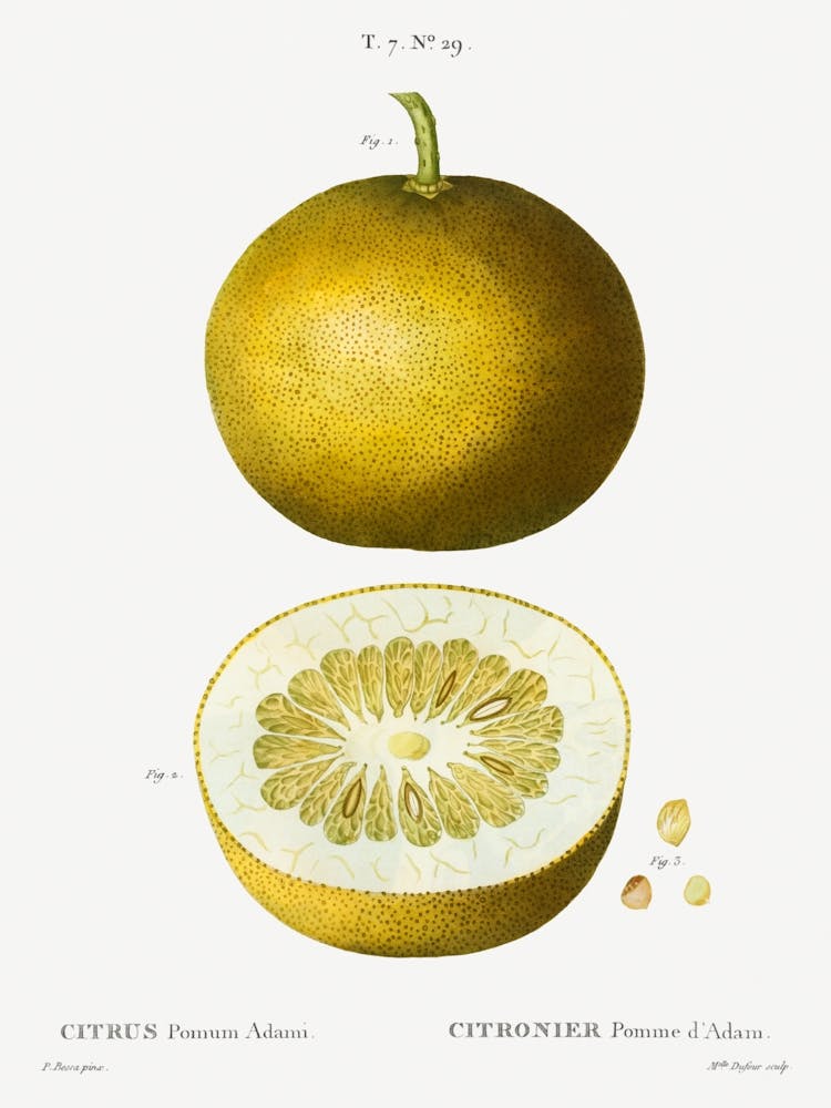 Citrus, Adam's Apple, Pierre Joseph Redoute