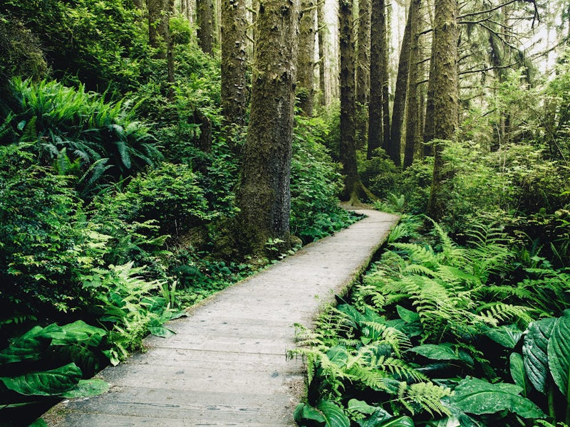 Redwood Forest Boardwalk Wanderlust Wonderland