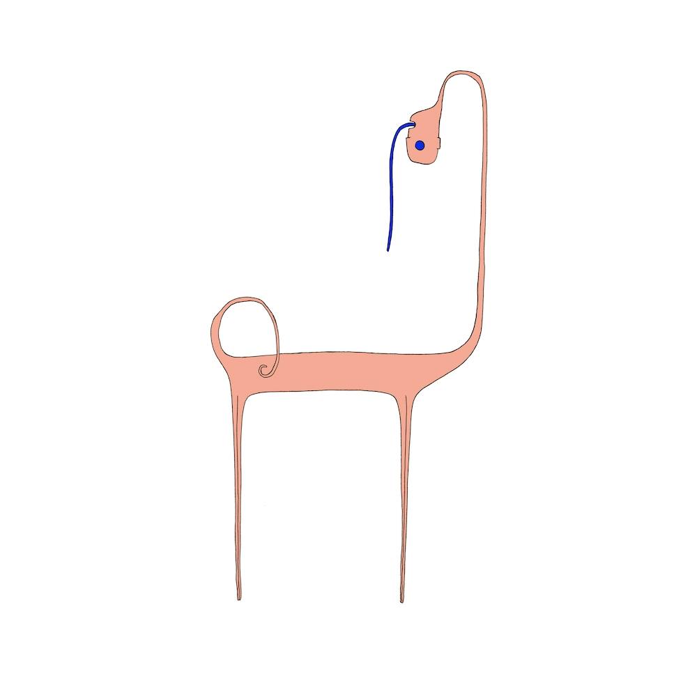 Long Neck