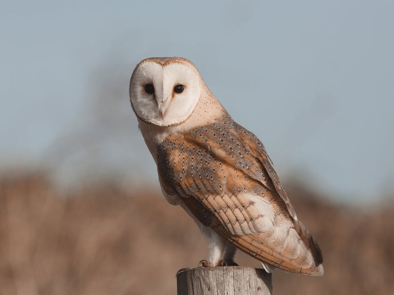 Barn Owl At Dusk