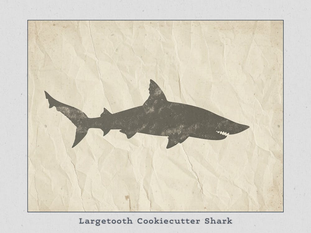 Largetooth Cookiecutter Shark Silhouette 2 Poster