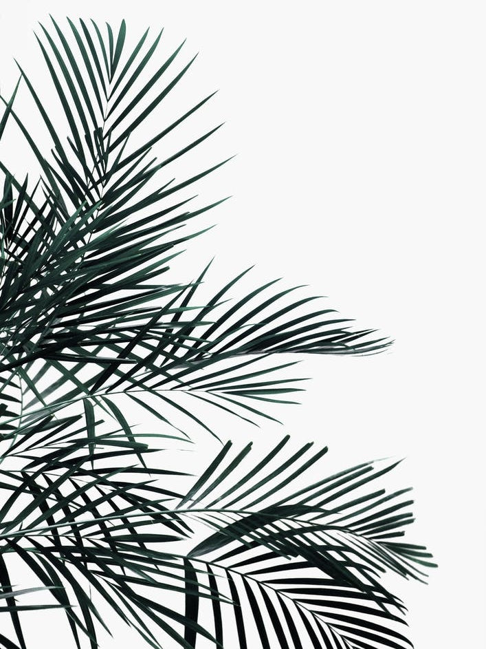 Minimal Palm Leaf