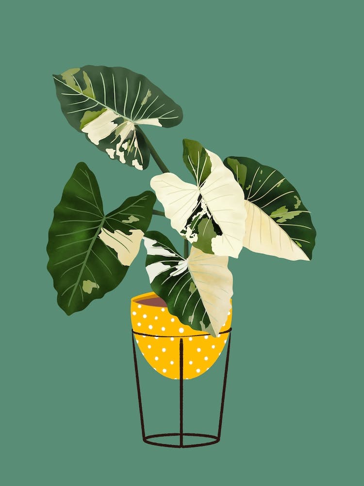 Philodendron Burl On Green