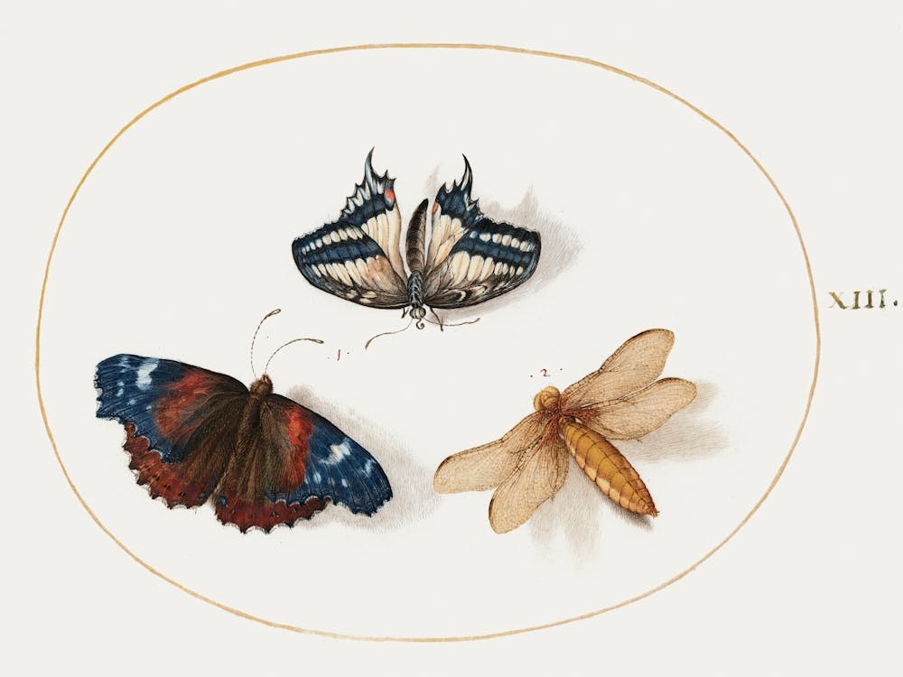 Yellow Swallowtail And Red Admiral Butterflies With A Dragonfly, Joris Hoefnagel