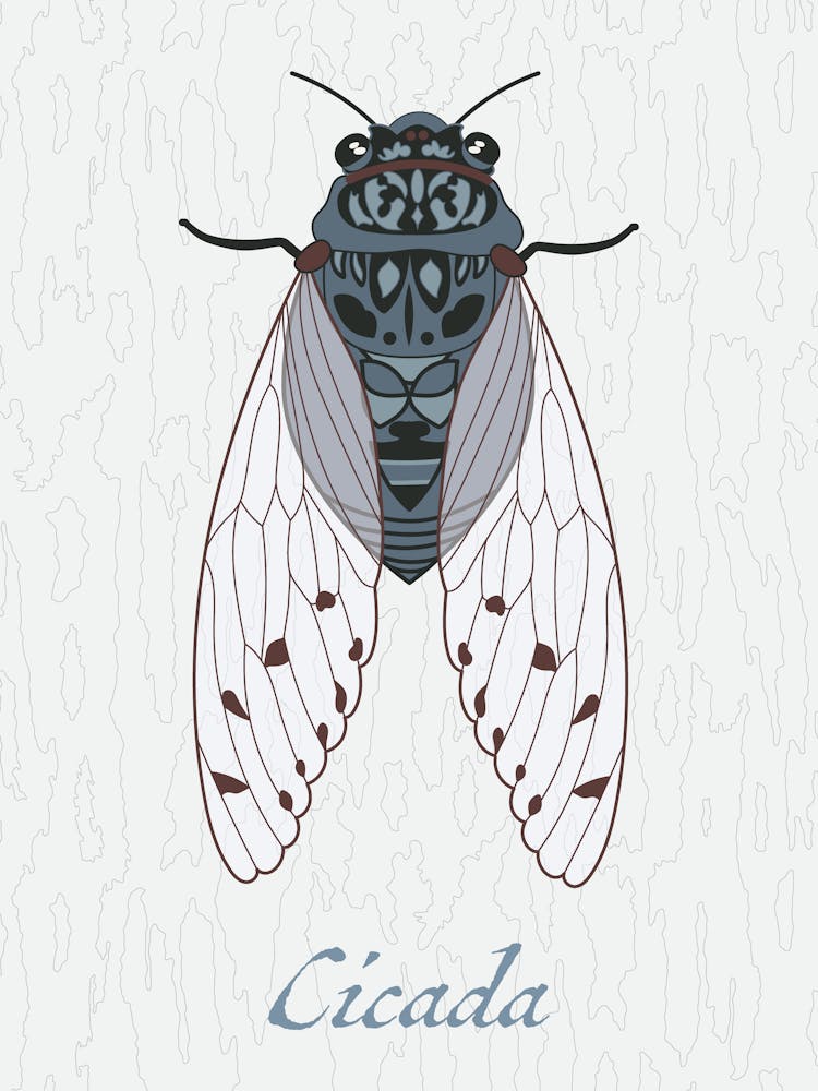 Cicada Bug Insect Australia Beetle 3