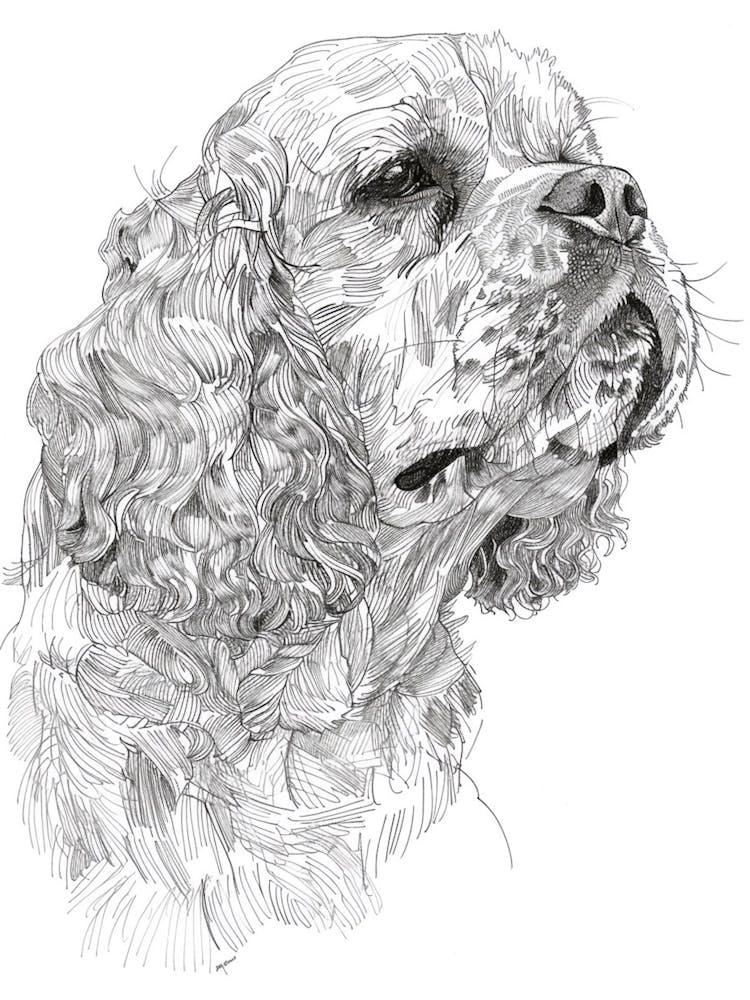 Clumber Spaniel Dog Strichskizze 3