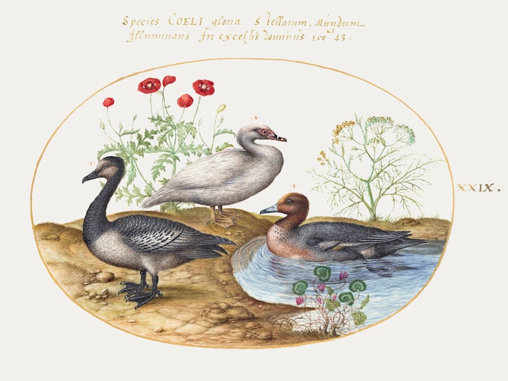 Geese With Poppies And Cyclamen (1575–1580), Joris Hoefnagel