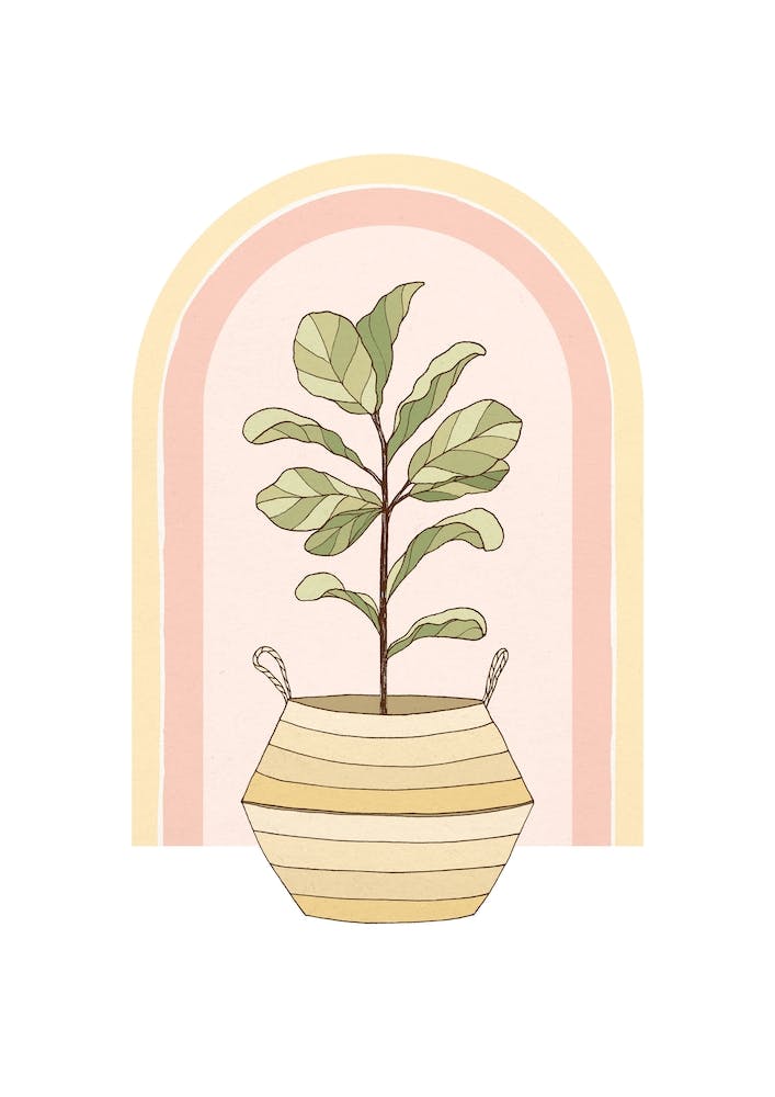 Figgle Leaf Tree