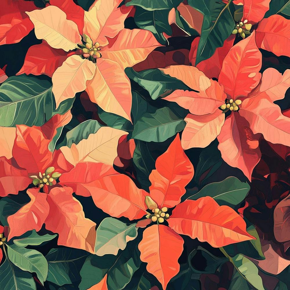 Poinsettia 1