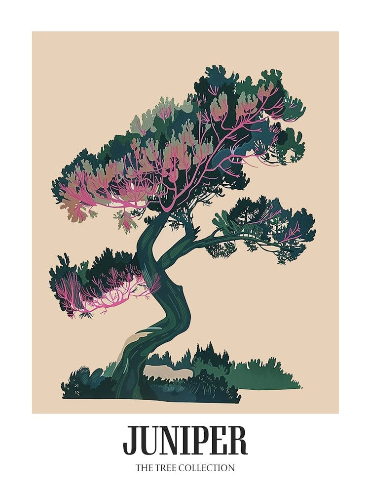 Juniper Tree Colourful Illustration 4 Poster